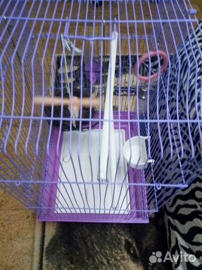 Черный тюльпан