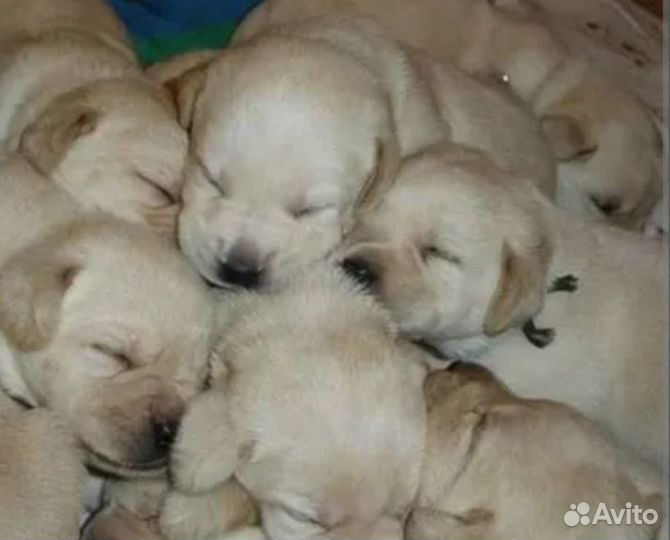 Щенки лабрадора