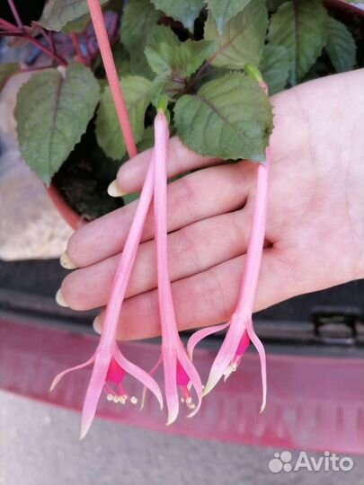 Фуксия pour le menneke