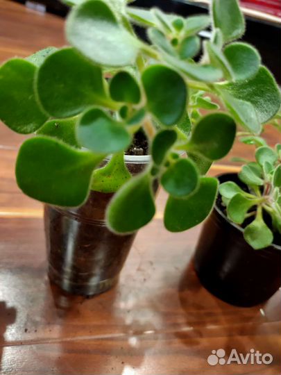 Аихризон дерево любви