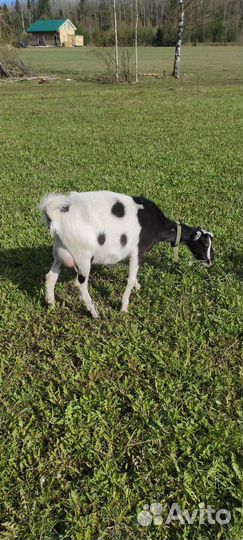 Коза дойная ламанча