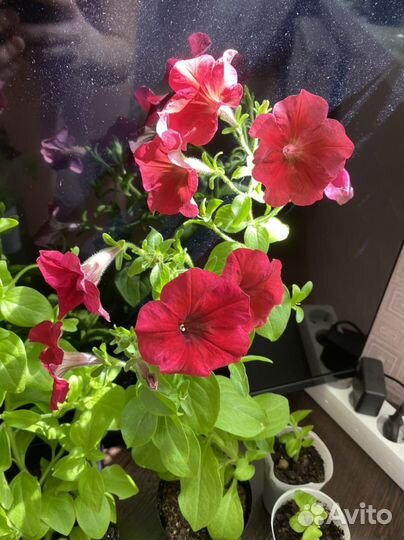 Рассада петунии