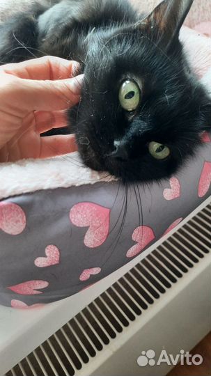Кошка Муська