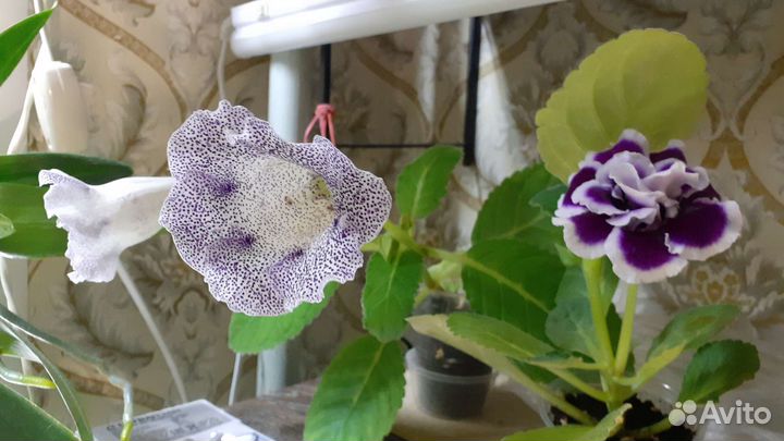 Глоксиния семяна смесь сортов самовывоз