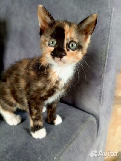Котенок девочка трёхцветная 1,5 месяца