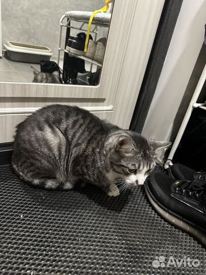 Котик бесплатно