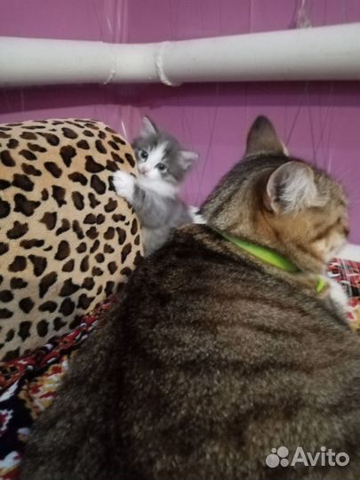 Отдам в добрые руки