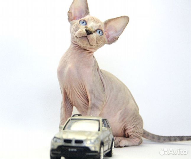 Малыш Бальмонт, он же Бальзамчик маленький лекарь)