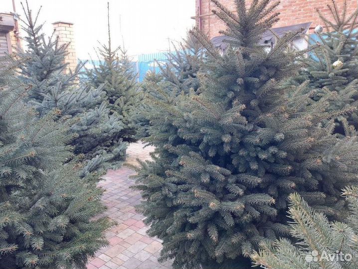 Ель Живая саженец 1м