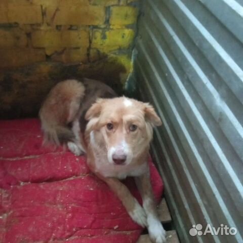 Собака молодая в добрые руки