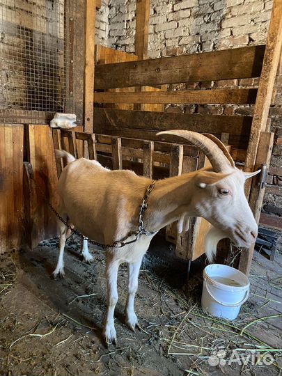 Коза дойная