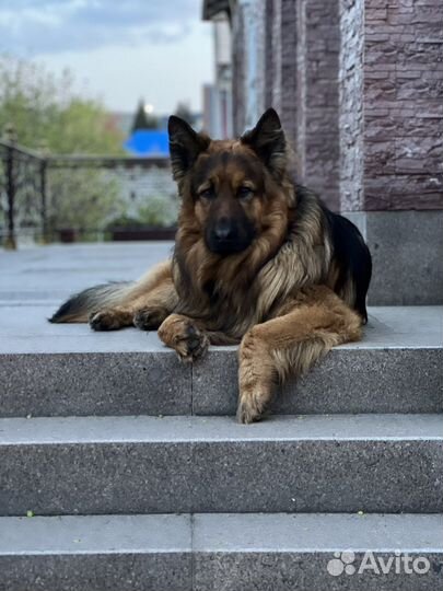Немецкая овчарка кобель вязка с родословной