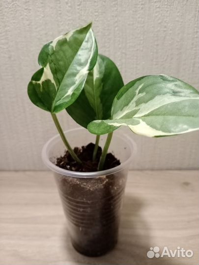 Филодендроны