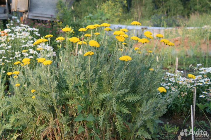 Тысячелистник садовый