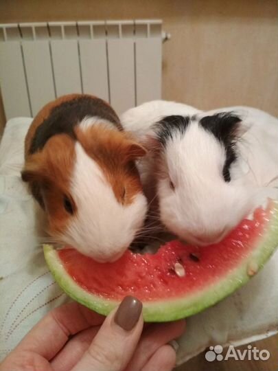 Морская свинка