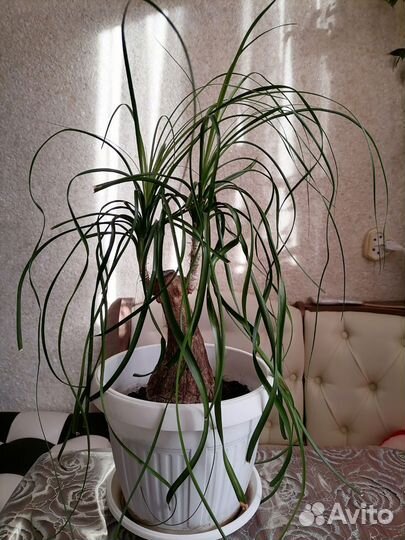 Бокарнея нолина