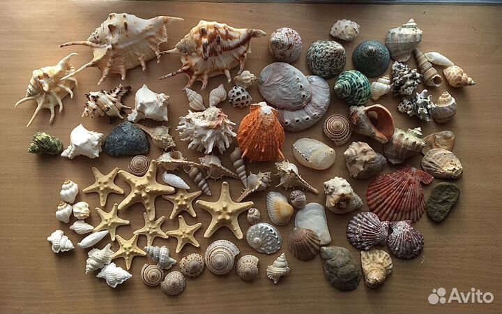 Ракушки морские набор