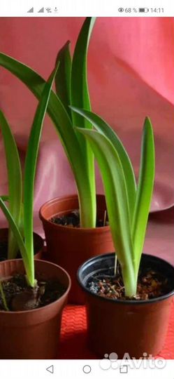 Амариллис оранжевый