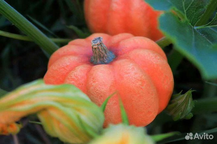 Тыквы для декора