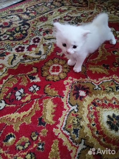 Кошка в дар