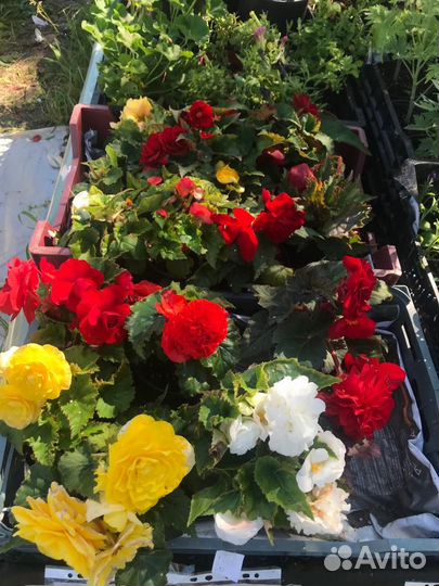 Цветы для дома и сада. Однолетние и многолетние