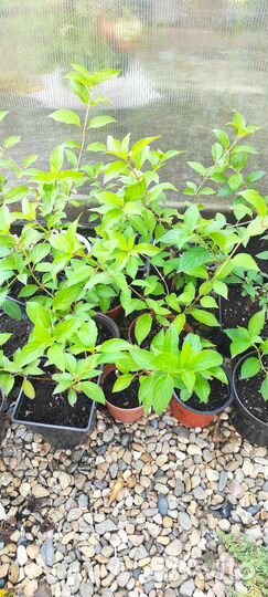 Гортензия метельчатая