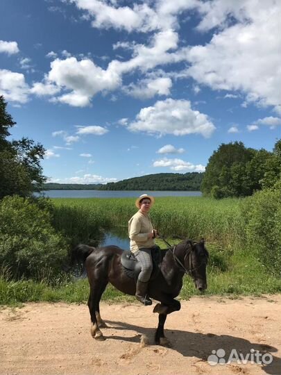 Жеребец рысак/тяж