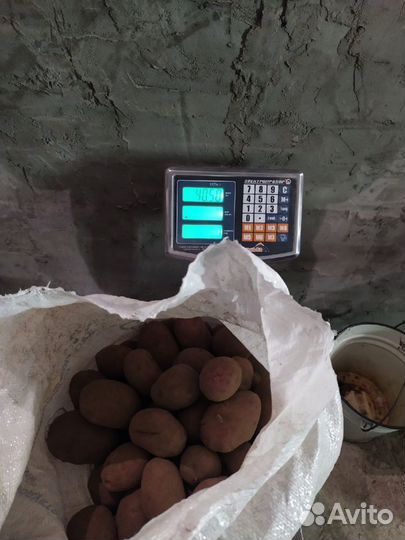 Картофель элитный сорт 