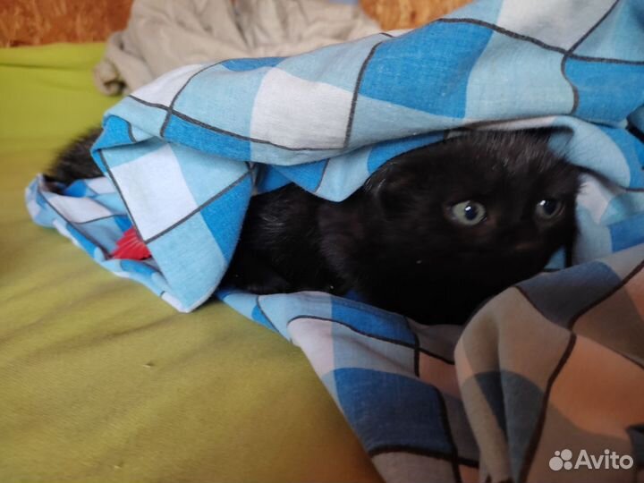 Отдам котёнка в добрые руки