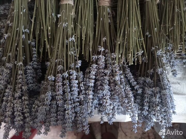 Лавандин пучки