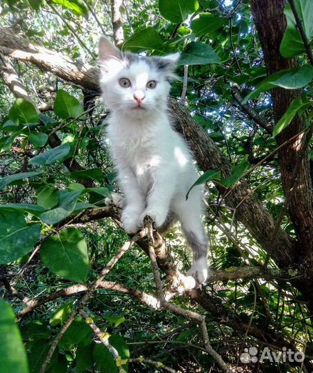 Кошка в дар бесплатно