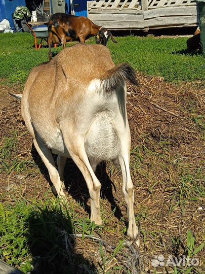 Коза дойная