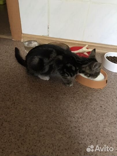 Котенок 3 месяца