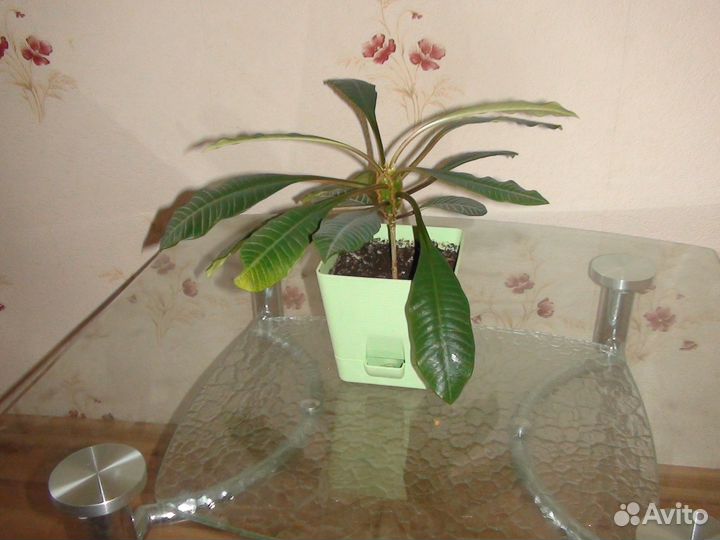 Дельфт Империал