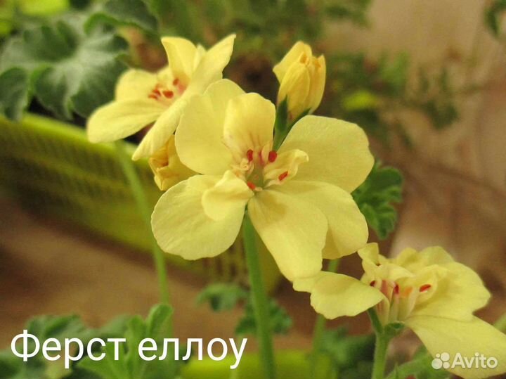 Сортовые пеларгонии