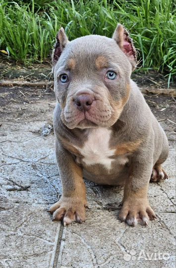 Американский булли щенки