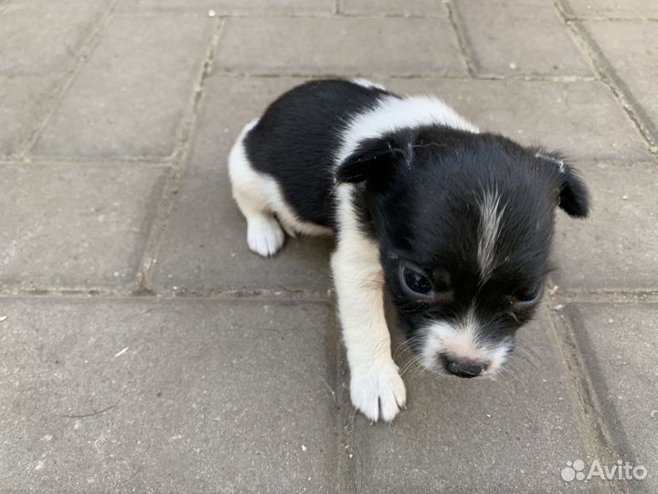Щенок в добрые руки