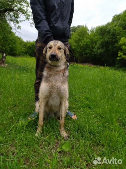 Север ищет дом