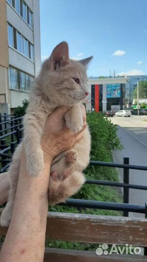 Отдам в хорошую семью котенка