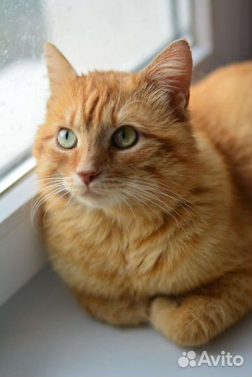 Добряк Рыжик