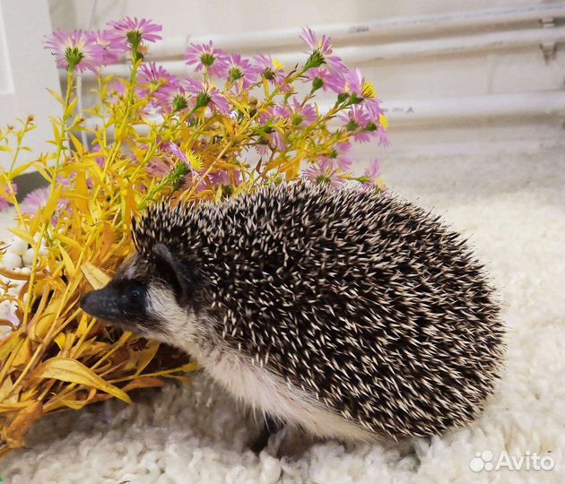 Вязка карликовый ёжик Шурик