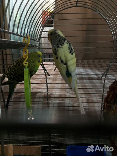 Пара волнистых попугаев с приданным