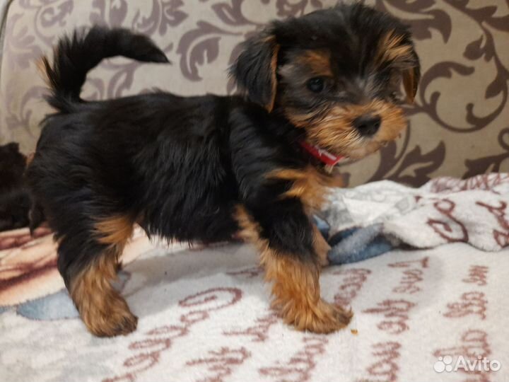 Йоркширский терьер щенки