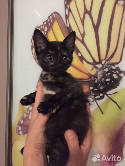 Обояшка кошечка ищет дом