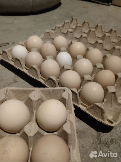 Домашние куриные яйца