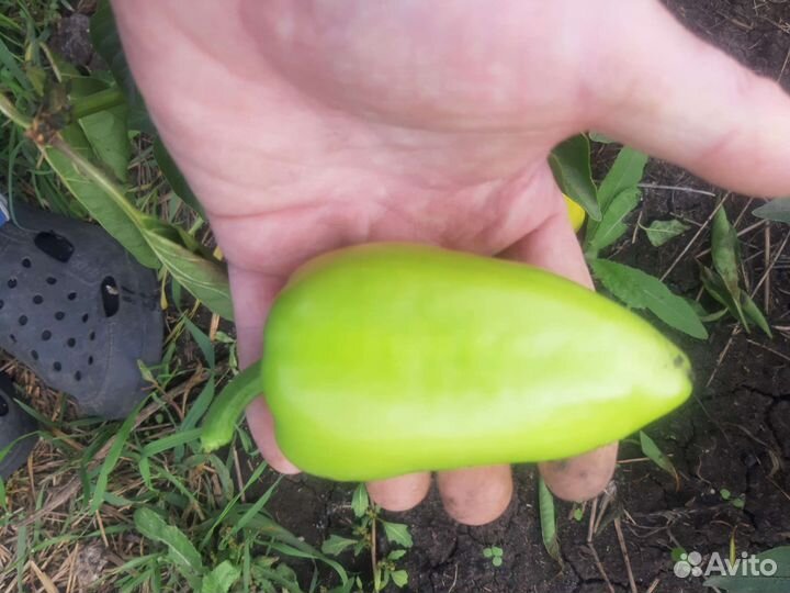 Рассада сладкого перца