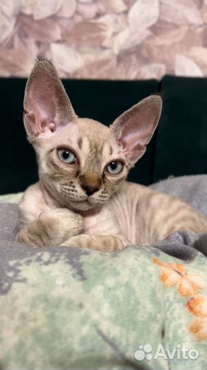 Котята девон-рекс