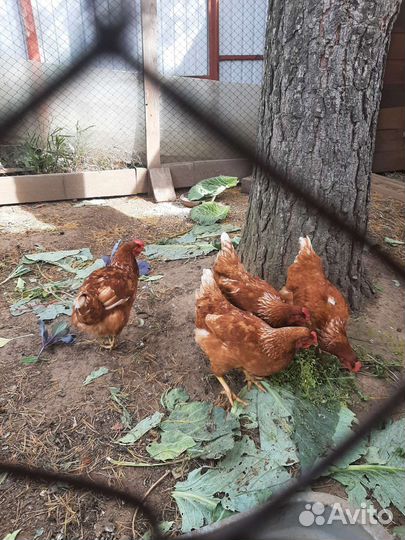 Куры несушки