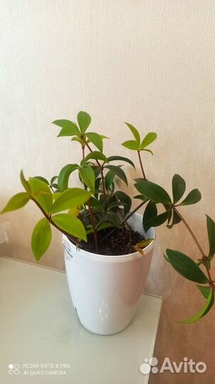 Пеперомия перескиелистная, россо и туполистная