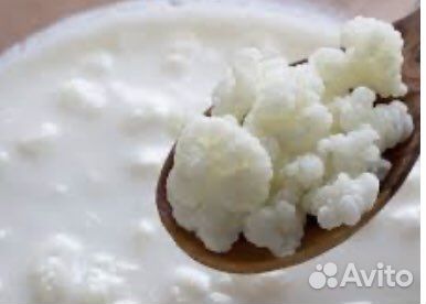 Кефирный тибетский молочный гриб